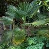 Vivai Mola della Badia Trachycarpus wagnerianus - palma cinese di Wagner (Alveolo forestale) - 40-70cm