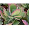 1 PIANTA DI KALANCHOE THYRSIFLORA IN VASO 6CM SUCCULENTA DA APPARTAMENTO