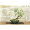 Pollice Verde Bonsai di Rosmarino a fiore bianco (58)