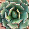 Vivai Mola della Badia Agave potatorum f.ma minima - agave p. compatta (Vaso 14 cm) - 5-10cm
