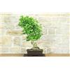 Pollice Verde Bonsai di Ginkgo Biloba (14)