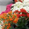 1 PIANTA DI KALANCHOE COLORE ASSORTITO IN VASO 12CM DA INTERNO APPARTAMENTO