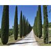 N/A Cupressus sempervirens var. stricta - cipresso maschio, cipresso toscano (Vaso 1