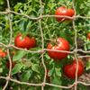vidaXL Rete di supporto per piante in juta Naturale 100% Juta Tossa Supporto vidaXL