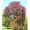 Vivai Mola della Badia Fagus sylvatica cv. "purpurea" - faggio rosso (Vaso quadro 9x9x20 cm) - 80-90cm