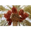 N/A Phoenix dactylifera Tunisia cv "Deglet Noor" - palma da dattero (Vaso quadro 7x7
