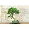 Pollice Verde Bonsai di Ficus Retusa (130)