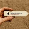 N/A Nelumbo nucifera | Sacred Lotus | 10 SEEDS - - SEMI Fiore di loto sacro | Loto