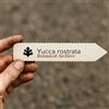 N/A Yucca rostrata 10 SEEDS - - SEMI Yucca beccuta | Yucca del Big Bend
