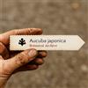 N/A Aucuba japonica | Spotted Laurel Gold Dust Plant | 10 SEEDS - - SEMI Alloro mac