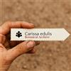 World Plants Carissa edulis | Small Numnum | 10 SEEDS - - SEMI Piccolo numnum | Carissa edul