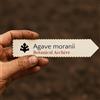 World Plants Agave moranii | 10 SEEDS - - SEMI Agave | Pianta del secolo