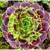 N/A Sempervivum heuffelii 10 SEEDS - - SEMI Barba di Giove | Gallina e pulcini