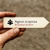 World Plants Agave scaposa | 10 SEEDS - - SEMI Agave | Pianta del secolo