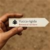 N/A Yucca rigida 10 SEEDS - - SEMI Yucca blu | Yucca a foglia d'argento