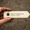 World Plants Agave ortgiesiana | 10 SEEDS - - SEMI Agave | Pianta del secolo