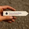 N/A Yucca brevifolia 10 SEEDS - - SEMI Albero di Giosuè | Palma di yucca