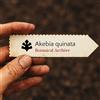 N/A Akebia quinata | Chocolate Vine | 10 SEEDS - - SEMI Vite di cioccolato | Akebia