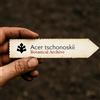 N/A Acer tschonoskii | 10 SEEDS - - SEMI Acero di Tschonoski | Albero d'acero