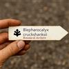 Botanical Archive Blepharocalyx cruckshanksii | Temu | 10 SEEDS - - SEMI Temu | Mirto cileno