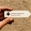 World Plants Carissa spinarum | 10 SEEDS - - SEMI Prugna del Natal | Conkerberry