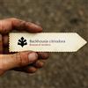 Botanical Archive Backhousia citriodora | Lemon Myrtle | 10 SEEDS - - SEMI Mirto limone | Mirto d