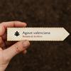World Plants Agave valenciana | Giant Mezcal Agave | 10 SEEDS - - SEMI Agave gigante | Agave