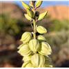 N/A Yucca harimaniae 10 SEEDS - - SEMI Yucca | Yucca di Harim
