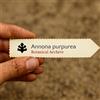 World Plants Annona purpurea | Soncoya | 10 SEEDS - - SEMI Soncoya | Graviola montana