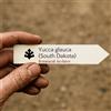 N/A Yucca glauca (South Dakota) 10 SEEDS - - SEMI Yucca sapone | Yucca delle Grandi