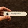World Plants Crassula glomerata | 10 SEEDS - - SEMI Crassula raggruppata | Crassula cluster