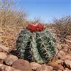 Worldplants Melocactus sp. HU515 10 SEEDS - - SEMI di Cactus Raro