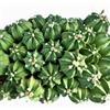 N/A Astrophytum capricorne cv OIBBO NUDUM 10 SEEDS - - SEMI Cactus corno di capra |