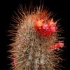N/A Micranthocereus auri-azureus HU346 - - SEMI di Cactus Raro