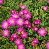 N/A Delosperma aberdeenense 10 SEEDS - - SEMI Pianta del ghiaccio | Delosperma di A