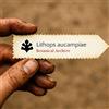 N/A Lithops aucampiae 10 SEEDS - - SEMI Sassi viventi | Piante ciottolo