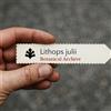 N/A Lithops julii 10 SEEDS - - SEMI Pietre vive | Pianta ciottolo