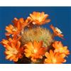 Worldplants Aylostera fiebrigii sp. escayache 10 SEEDS - - SEMI Cactus corona | Aylostera d