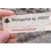 Worldplants Weingartia sp. HS037 10 SEEDS - - SEMI di Cactus Raro