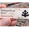 Worldplants Weingartia sp. HS160 10 SEEDS - - SEMI di Cactus Raro