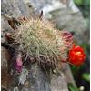 Worldplants Aylostera fiebrigii sp. comarapa 10 SEEDS - - SEMI Aylostera di Fiebrig | Cactu