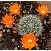 Worldplants Aylostera fiebrigii sp. betanzos 10 SEEDS - - SEMI Aylostera di Fiebrig | Cactu