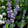 Vivai Mola della Badia 40x Lavandula angustifolia - lavanda vera (40 Alveoli forestali) - cm