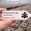 Worldplants Stenocactus sp. (Ascension) 10 SEEDS - - SEMI di Cactus Raro