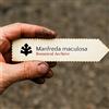 N/A Manfreda maculosa 10 SEEDS - - SEMI Giglio speziato | Tuberosa del Texas