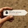 World Plants Muraltia spinosa | 10 SEEDS - - SEMI Bacca di tartaruga | Muraltia spinosa