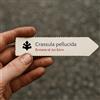 World Plants Crassula pellucida | 10 SEEDS - - SEMI Crassula pellucida | Crassula fata