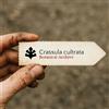 N/A Crassula cultrata 10 SEEDS - - SEMI Crassula | Crassula a foglia di coltello