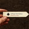 N/A Lithops hermetica 10 SEEDS - - SEMI Sassi viventi | Piante ciottolo