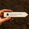 N/A Hesperaloe parviflora 10 SEEDS - - SEMI Yucca rossa | Yucca colibrì